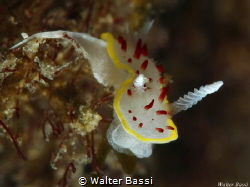 Diaphodoris papillata(too little 3/4mm) by Walter Bassi 